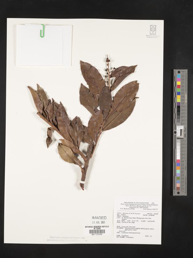 Cratoxylum image