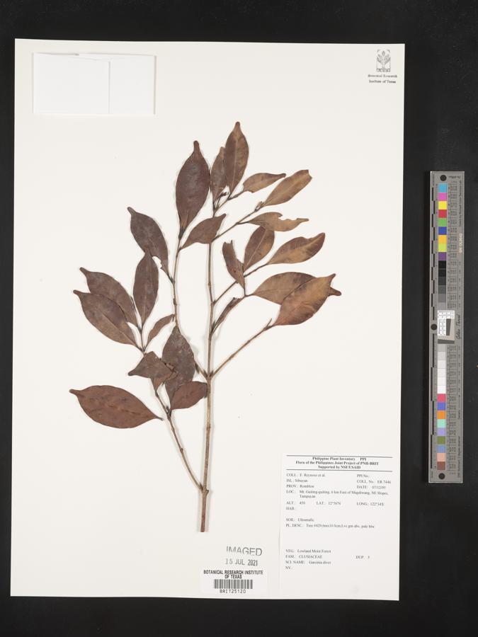 Garcinia dives image
