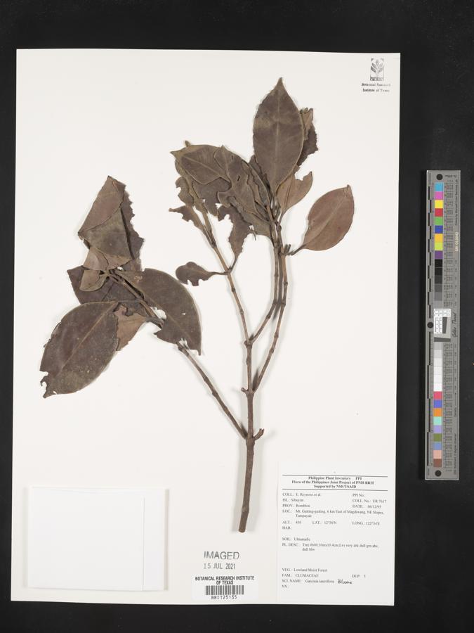 Garcinia lateriflora image