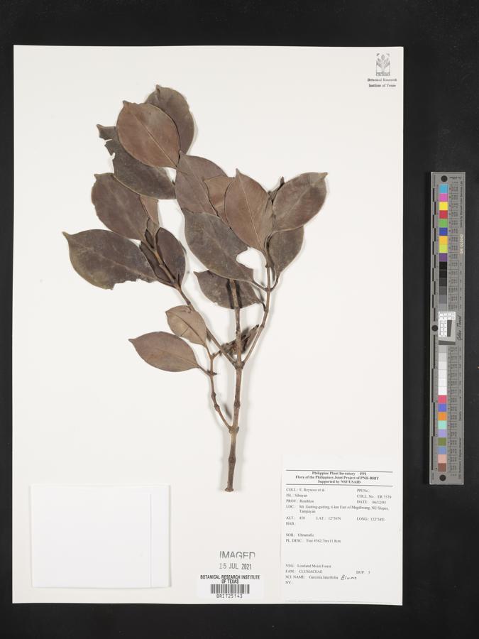 Garcinia lateriflora image