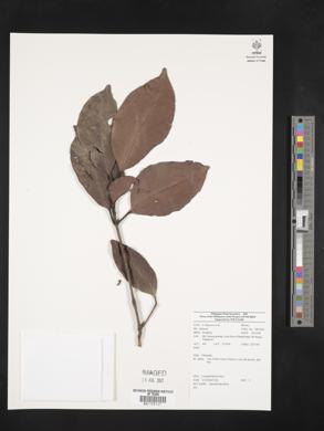 Image of Garcinia lateriflora