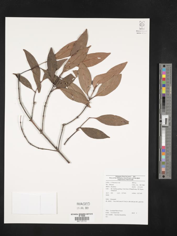 Garcinia linearifolia image