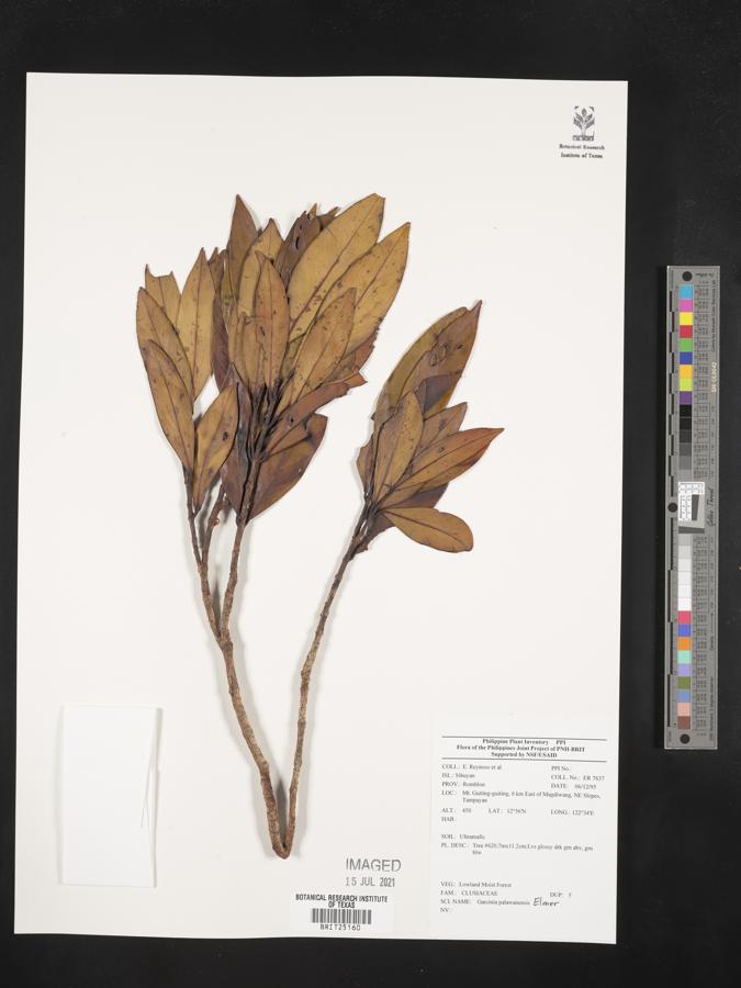 Garcinia palawanensis image