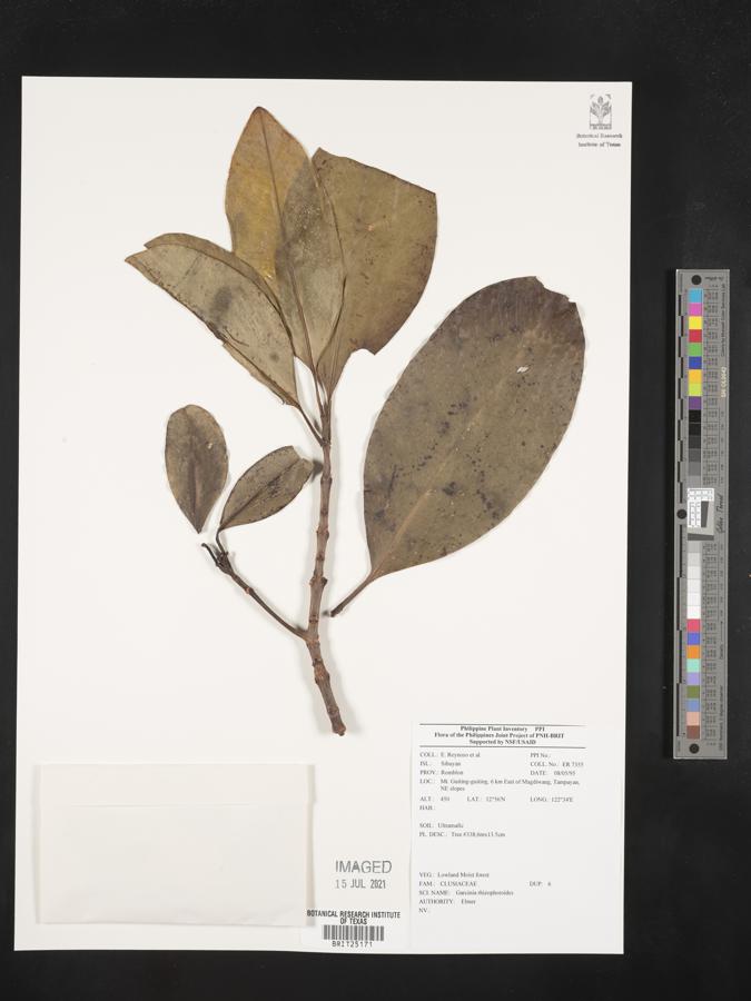 Garcinia rhizophoroides image