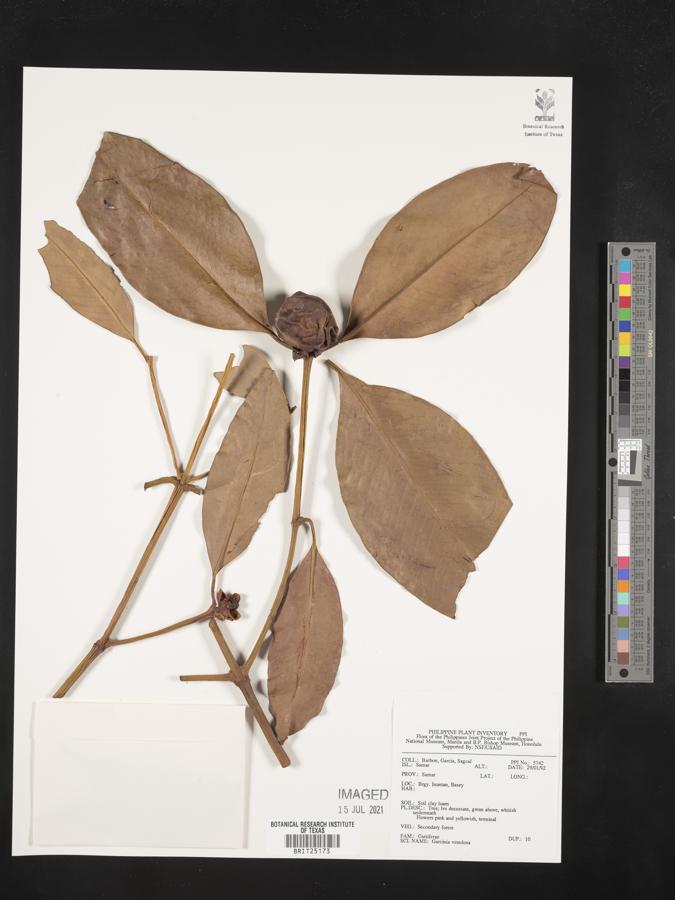 Garcinia venulosa image