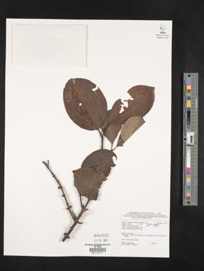 Image Associated With the Occurence