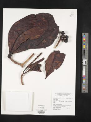 Image Associated With the Occurence