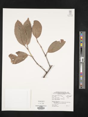 Image Associated With the Occurence