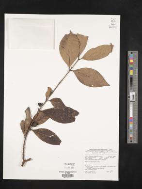 Image Associated With the Occurence