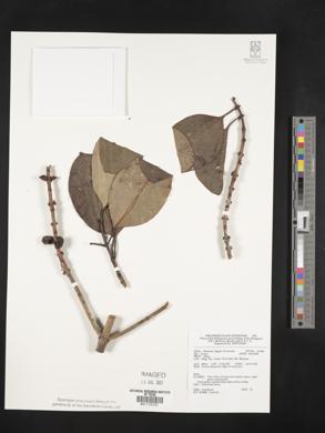 Image Associated With the Occurence