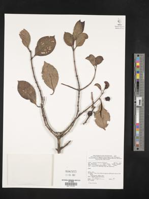 Image Associated With the Occurence