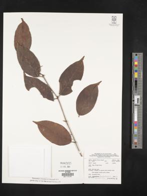 Combretum punctatum image