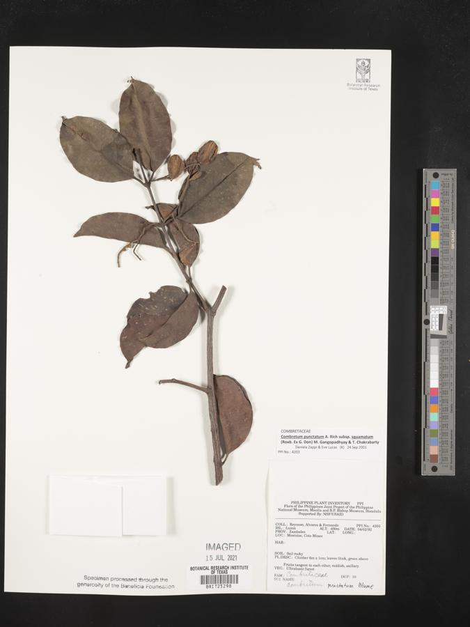 Combretum punctatum image