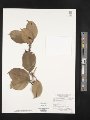 Combretum punctatum image