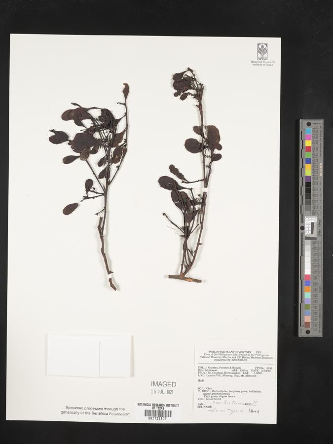 Lumnitzera littorea image