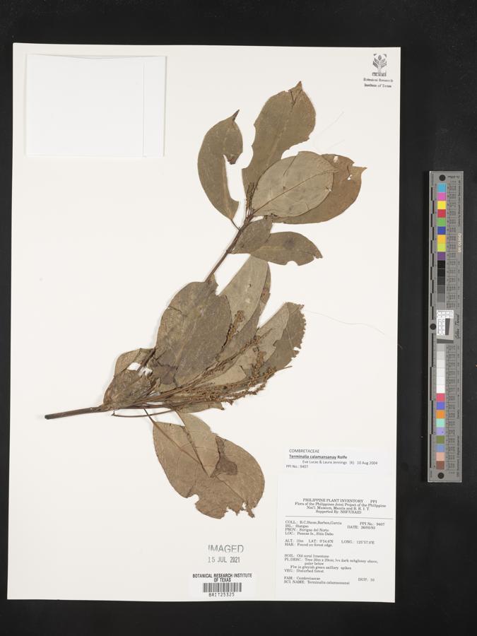 Terminalia calamansanai image
