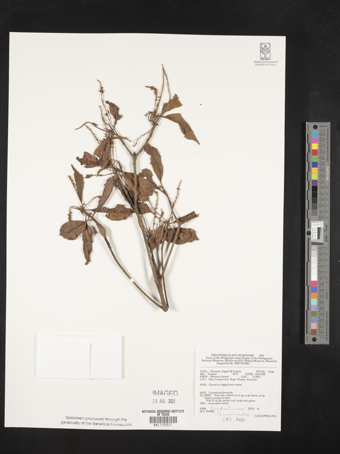 Terminalia calamansanai image