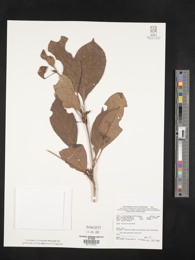 Terminalia calamansanai image
