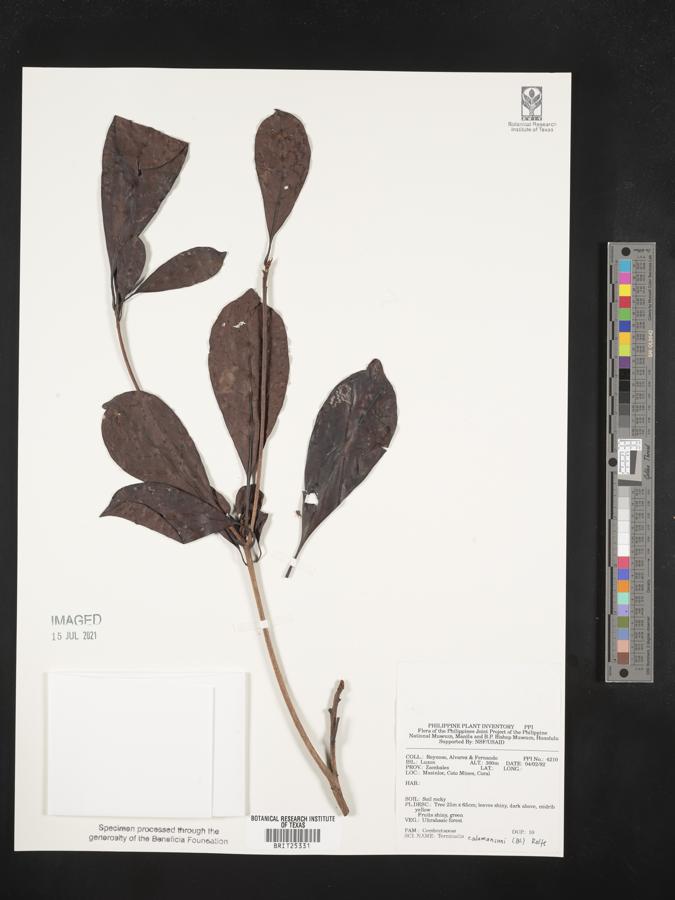 Terminalia calamansanai image