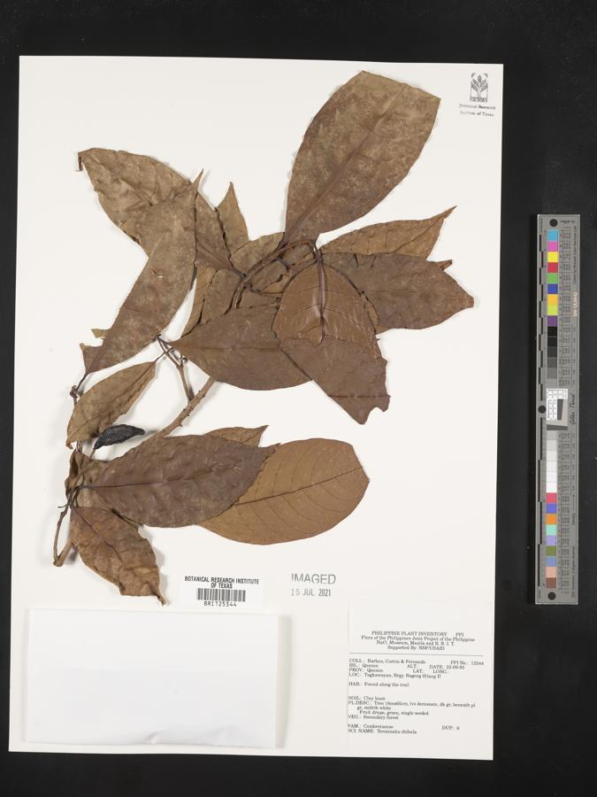 Terminalia chebula image