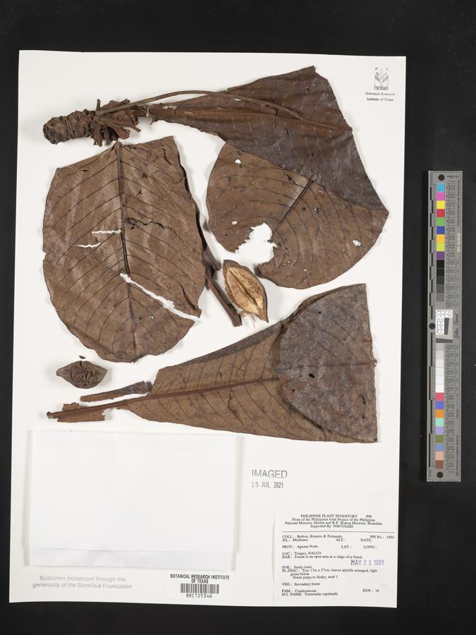 Terminalia procera image