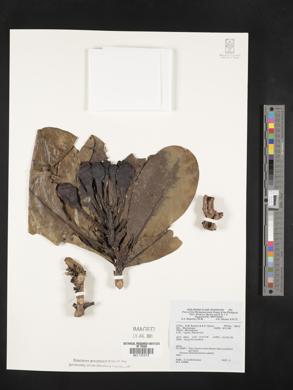 Image Associated With the Occurence