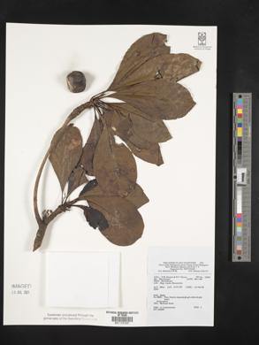 Image Associated With the Occurence