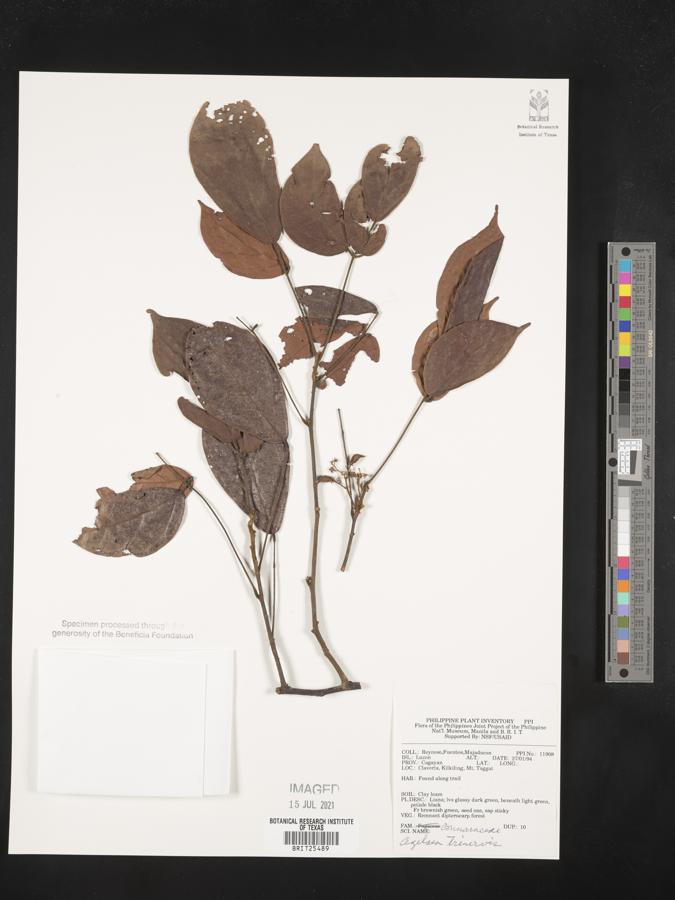 Agelaea trinervis image
