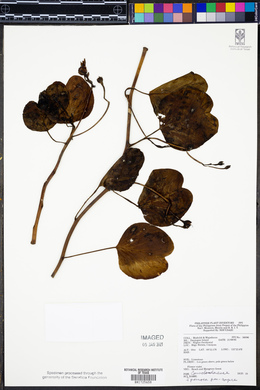 Ipomoea pes-caprae image