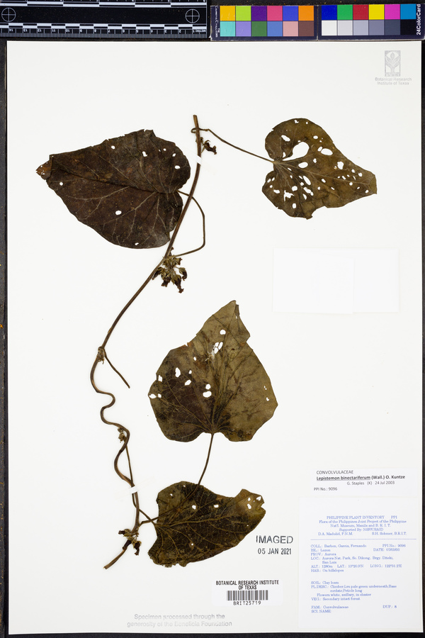 Ipomoea binectarifera image