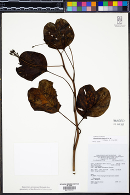 Ipomoea pes-caprae image