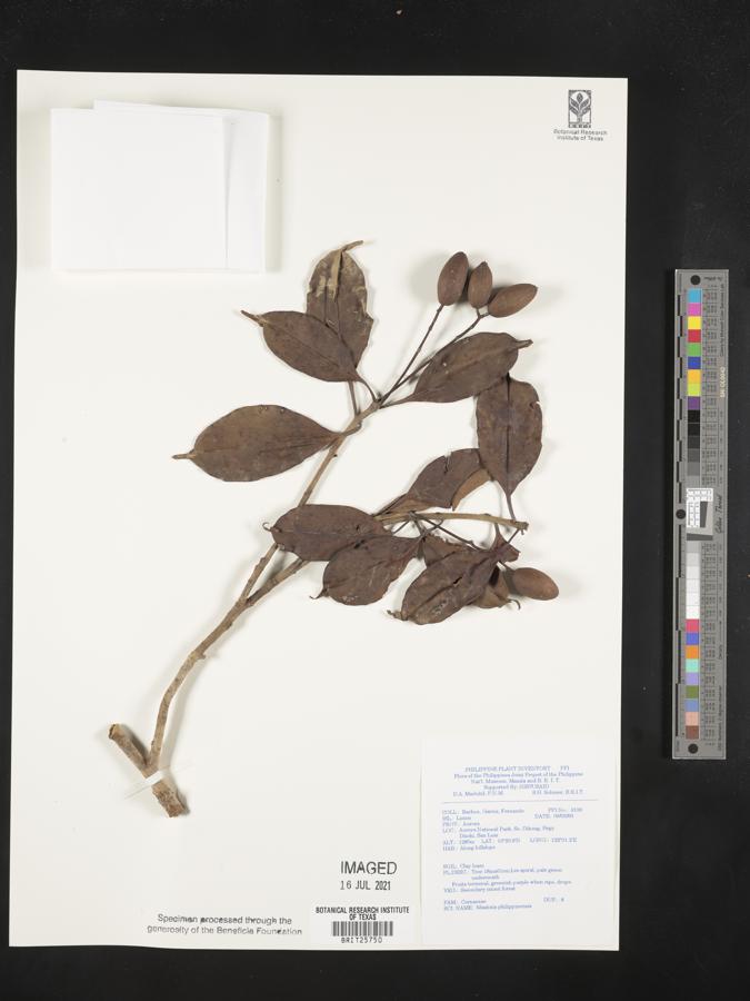 Mastixia pentandra subsp. philippinensis image