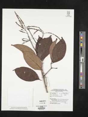 Crypteronia paniculata image