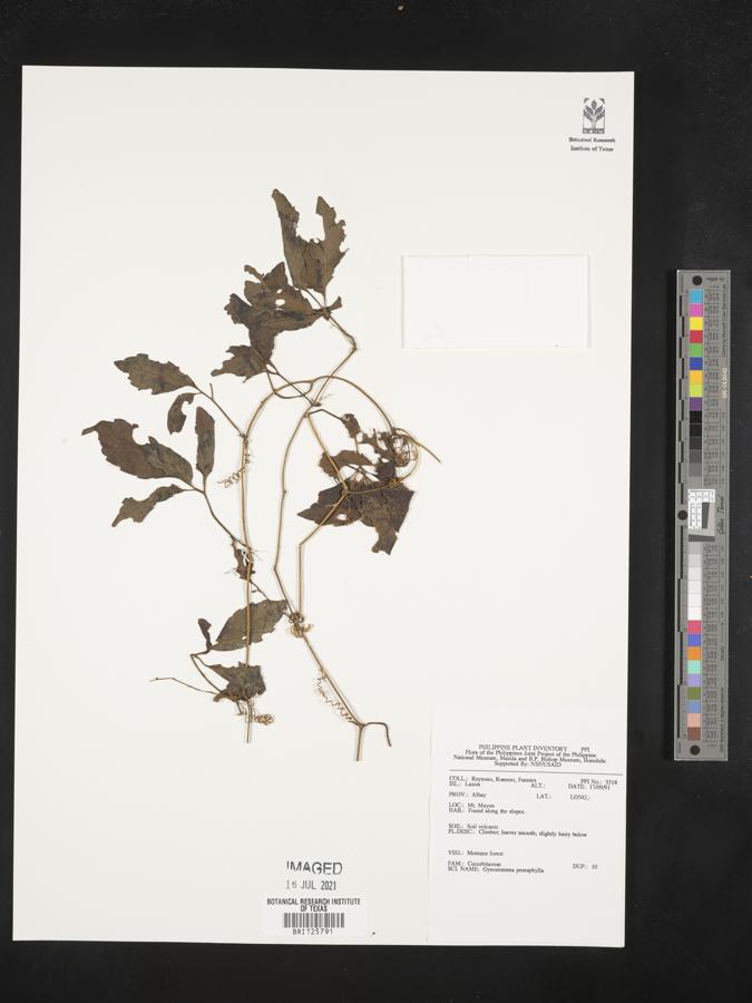 Gynostemma pentaphyllum image