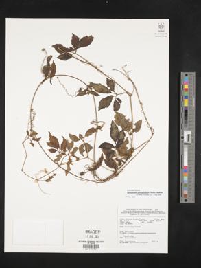 Gynostemma pentaphyllum image