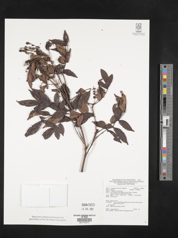 Pterophylla hutchinsonii image