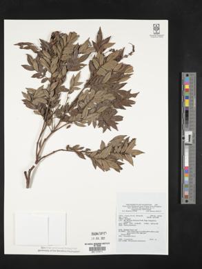 Pterophylla luzoniensis image