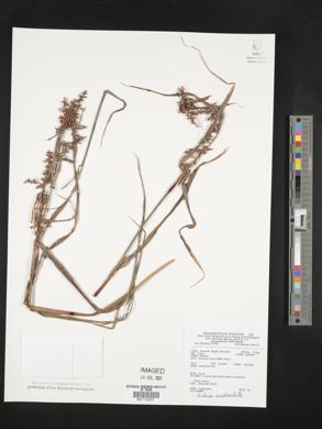 Scleria scrobiculata image