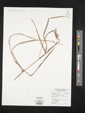 Scleria scrobiculata image