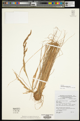 Calamagrostis amoena image