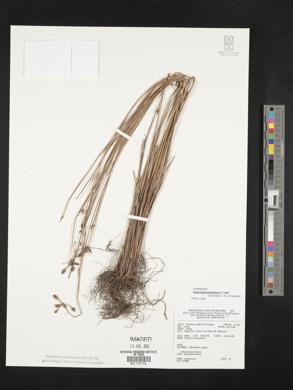 Fimbristylis dichotoma image