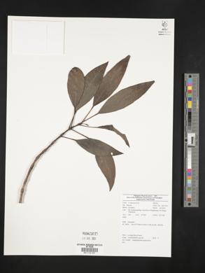 Daphniphyllum glaucescens image