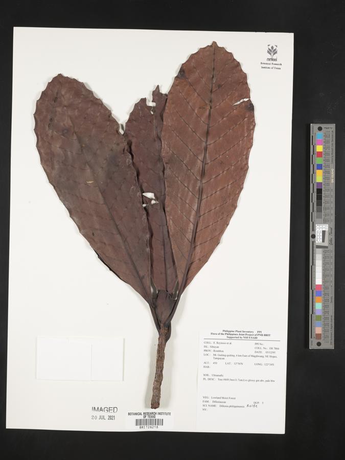 Dillenia philippinensis image
