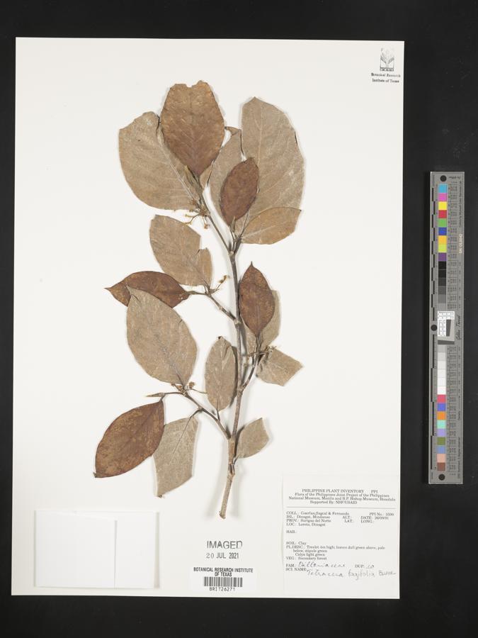 Tetracera fagifolia image