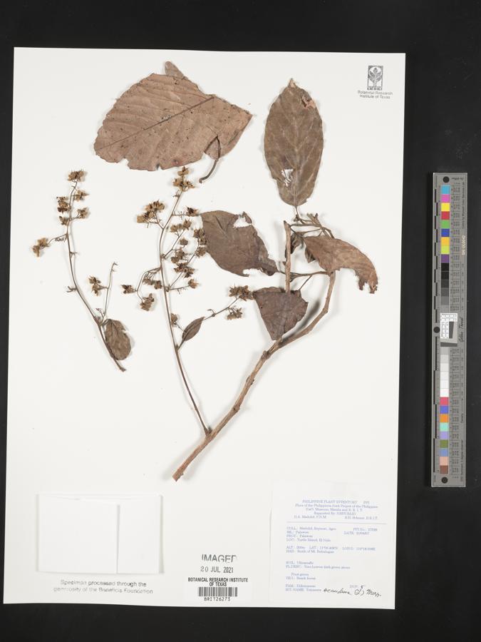 Tetracera scandens image