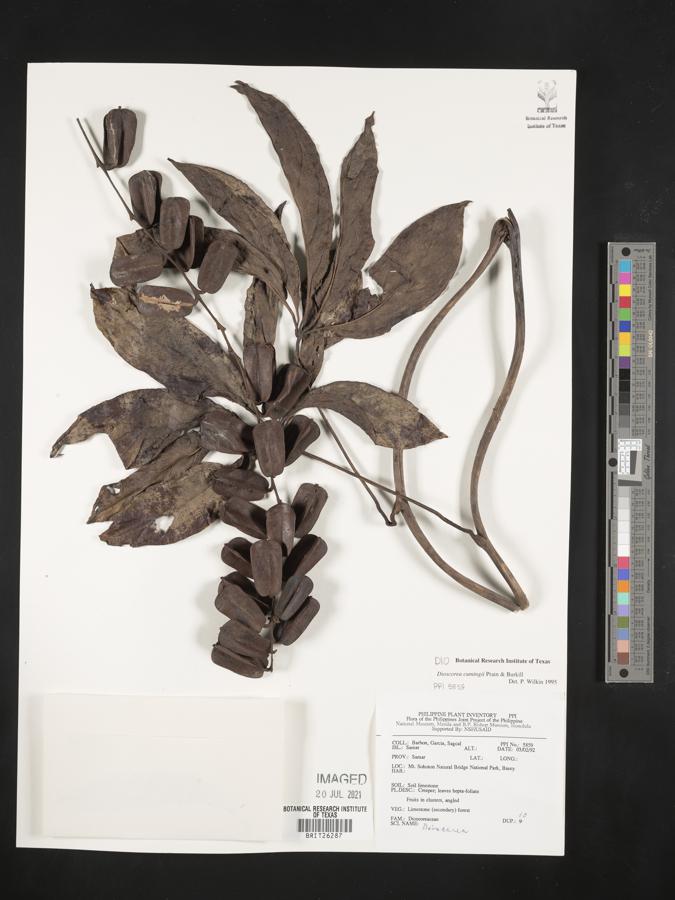 Dioscorea cumingii image
