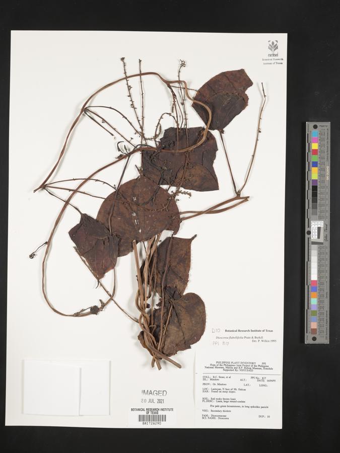 Dioscorea flabellifolia image