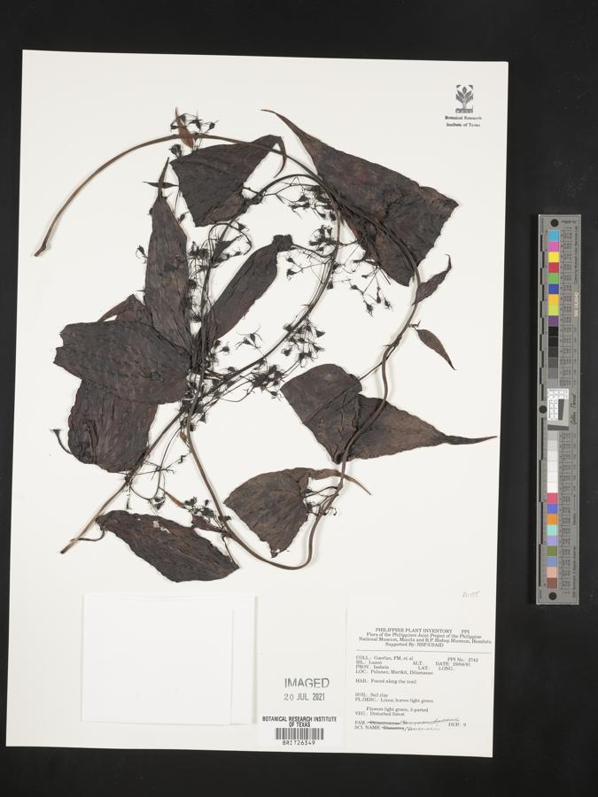 Stenomeris image