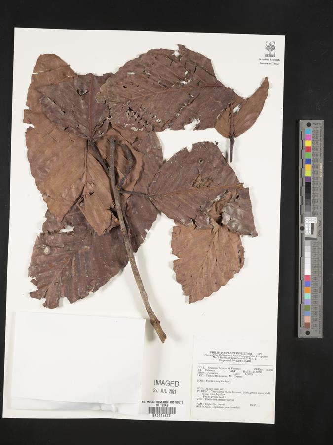 Dipterocarpus hasseltii image