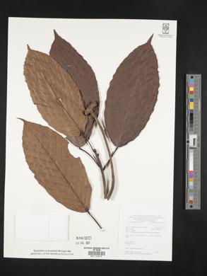Image of Dipterocarpus grandiflorus